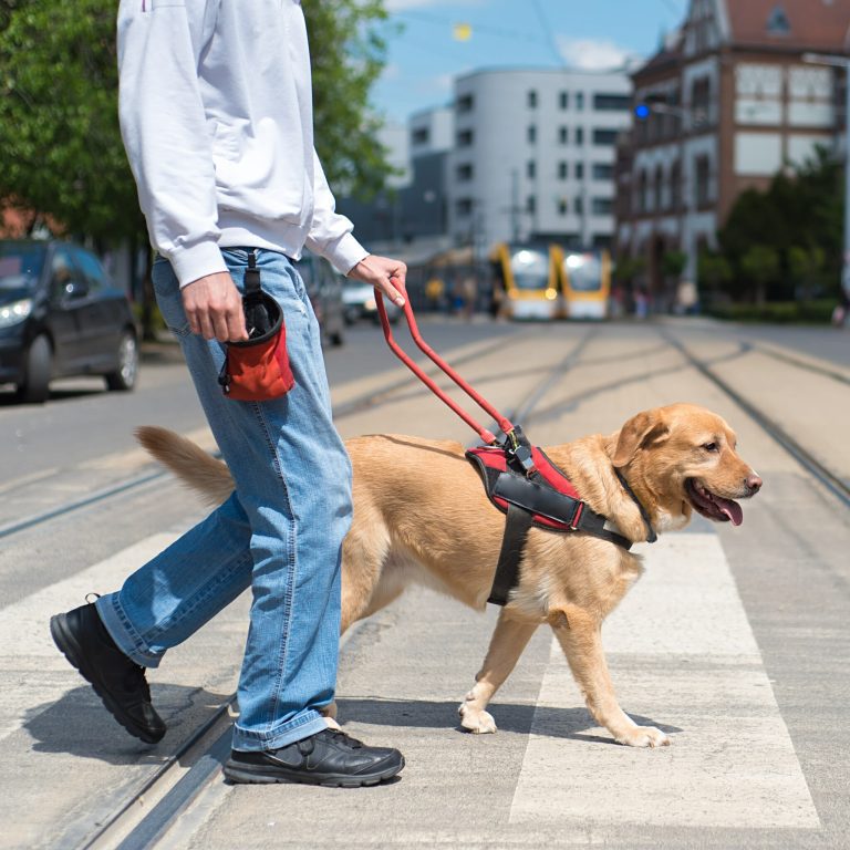 Service Dogs Image